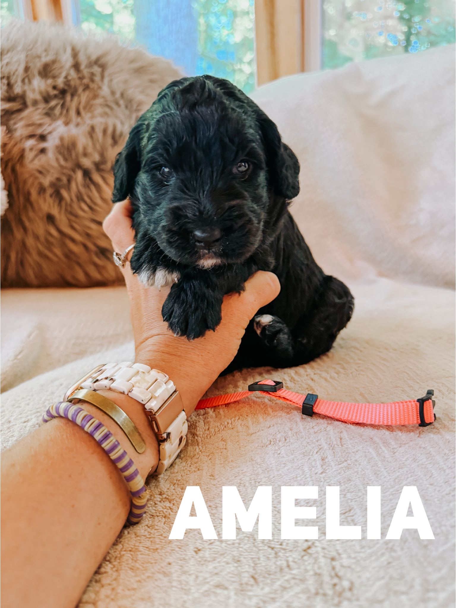 Amelia  1